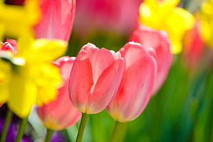 selective focus of red Tulips Flowers