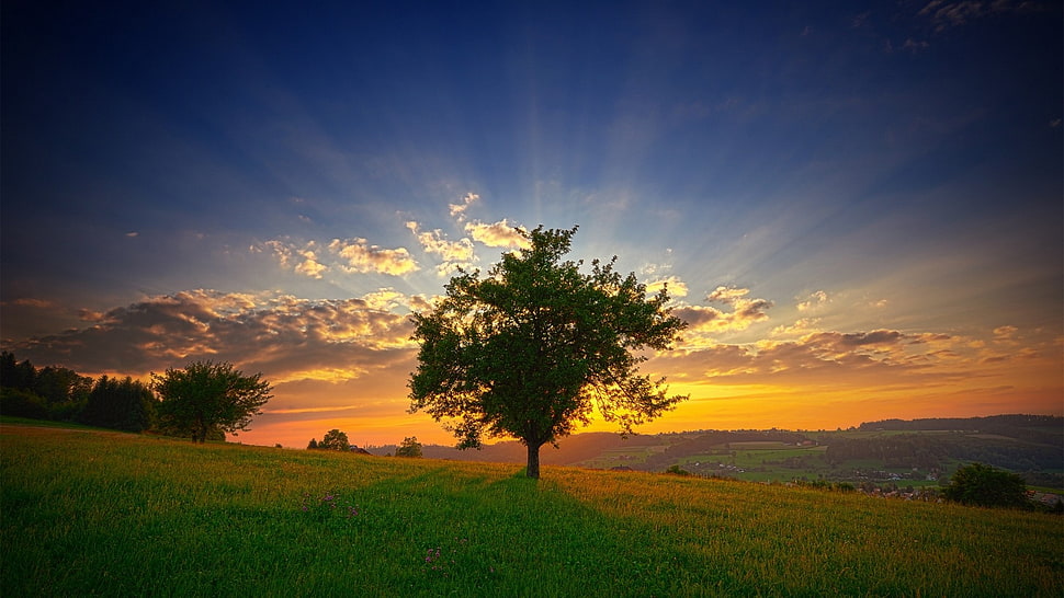 green leaf tree, nature, trees, sky, clouds HD wallpaper