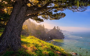 green tree in cliff photo, nature, landscape, Oregon, sea HD wallpaper