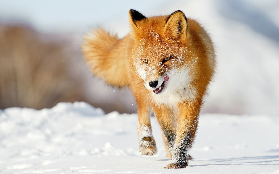 red fox on snow during daytime HD wallpaper