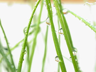 green plant stems with dew droplets