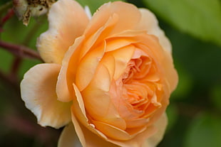 shallow focus of yellow flower, orange, rose