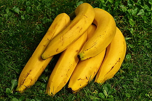 yellow Banana fruit