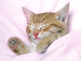 photo of orange tabby kitten lying on pink textile