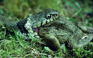 black snake