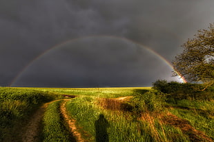 green grass field with rainbow HD wallpaper