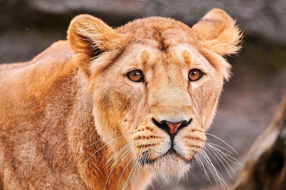 lioness photo HD wallpaper