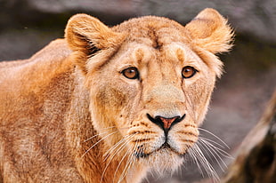 lioness photo