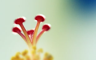 red and yellow hibiscus flower stamen