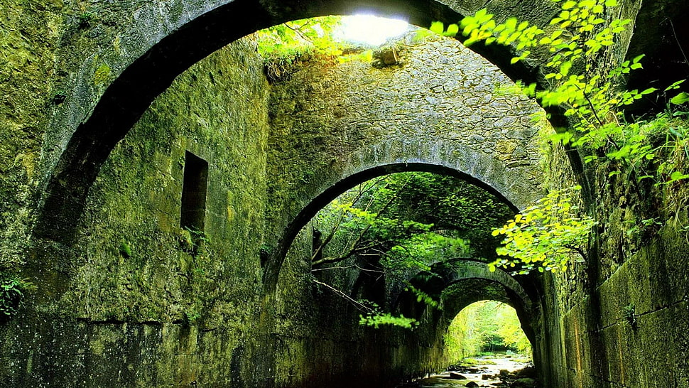green leafed plant, architecture, building, trees, bridge HD wallpaper