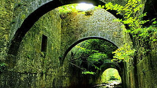 green leafed plant, architecture, building, trees, bridge