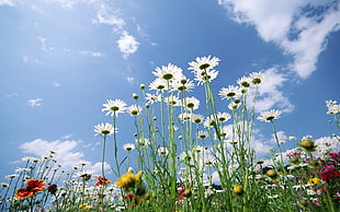 photography of flowers