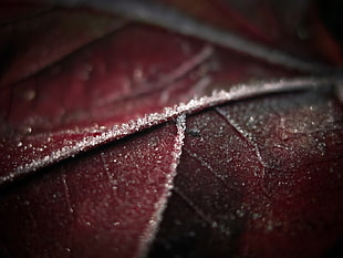 maroon leaf closeup photography HD wallpaper