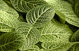 green leaf plant close up photography HD wallpaper
