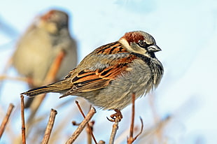 brown and grey bird perch on brown twig during daytime