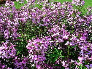 purple petaled flowers during daytime