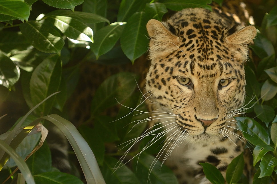 Leopard surrounded by green leaf plant HD wallpaper