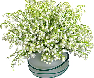 white and green plant