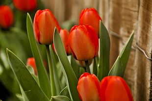 selective focus photography of red Tulips