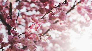 cherry blossom tree, blossom, depth of field HD wallpaper