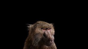 brown and pink monkey, photography, mammals, monkey, simple background