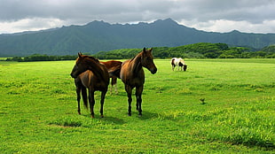 two brown horse standing of grass field