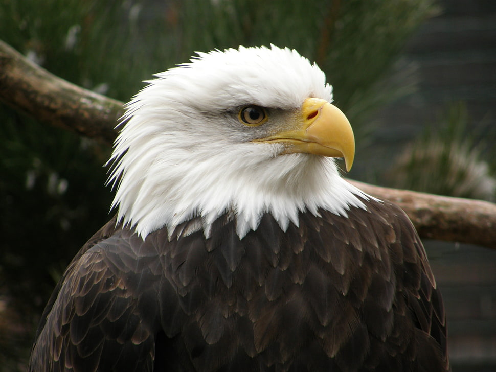 white and black eagle HD wallpaper