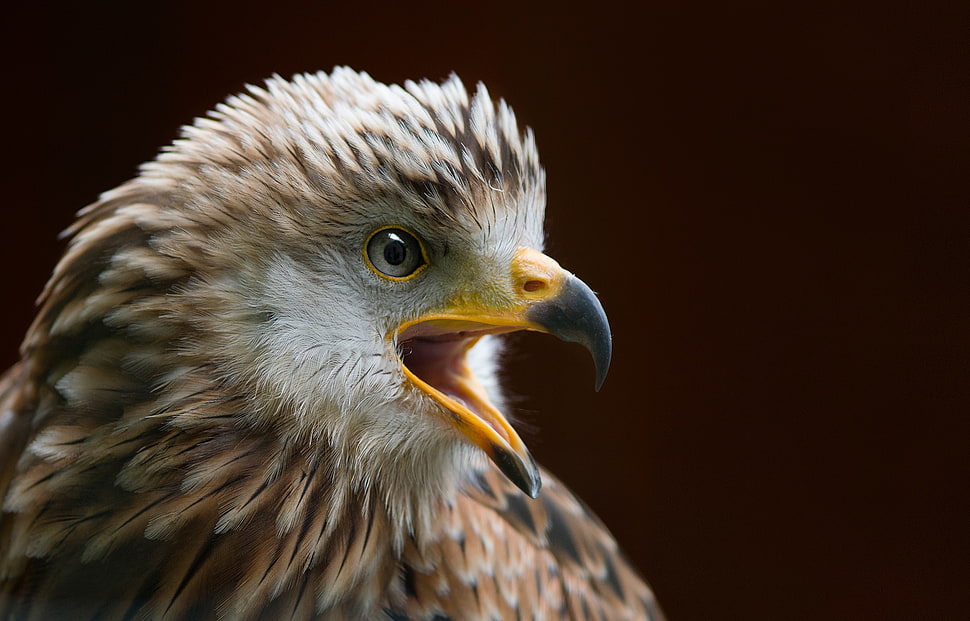 close up photography of a bald eagle HD wallpaper