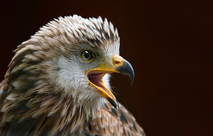 close up photography of a bald eagle HD wallpaper
