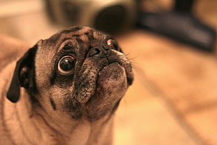 close-up photo of Fawn Pug