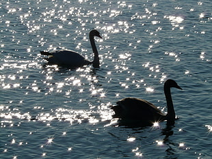 two brown swan on body of water during daytime