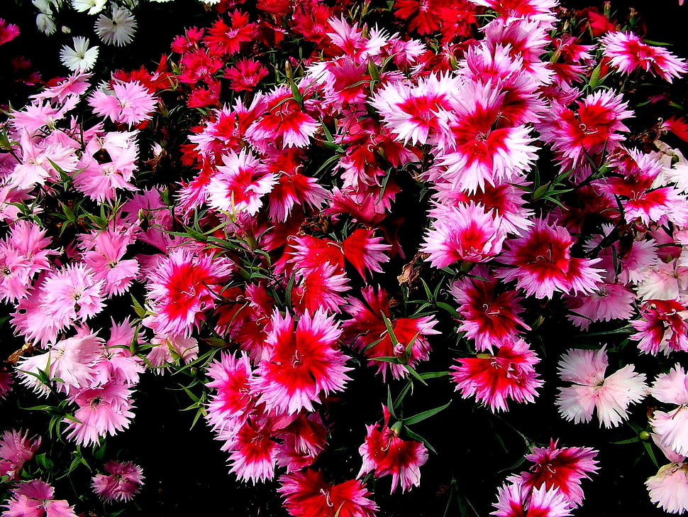 pink petal flowers HD wallpaper