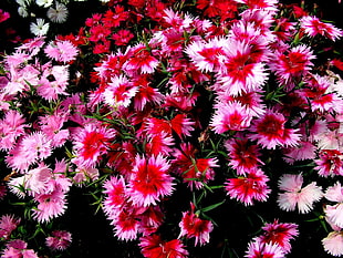 pink petal flowers