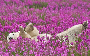 polar bear on pink petaled flower field