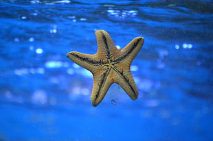 close up photo of brown star fish under water