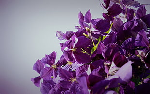 purple petal flower HD wallpaper
