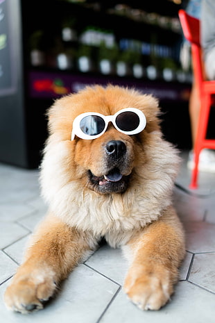 adult tan chow-chow with white sunglasses
