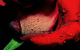 red petal flower, macro, rose, water drops, flowers