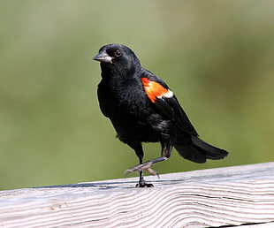 black short-beaked bird photo HD wallpaper