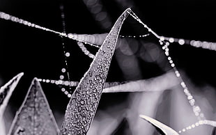 macro of water droplets photography