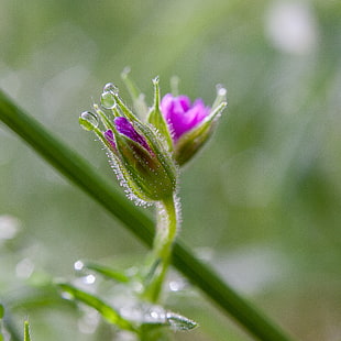 microscopic photo of flowers with dew HD wallpaper