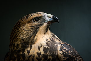 macro shot of brown and black eagle