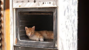 photograph of bi-color orange tabby cat in oven