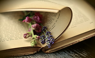 red and purple petaled flowers on book