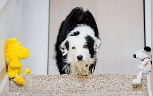 black and white border collie stands beside Snoopy and yellow character plush toys
