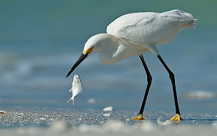white bird eating fish during daytime