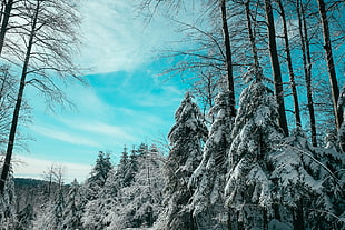 snowy forest photo HD wallpaper