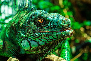 close up photography of reptile