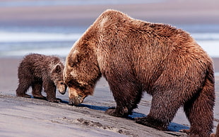brown grizzly bear and cub, bears, animals, baby animals HD wallpaper