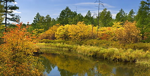 photography of autumn forest near river under blue sky during daytime